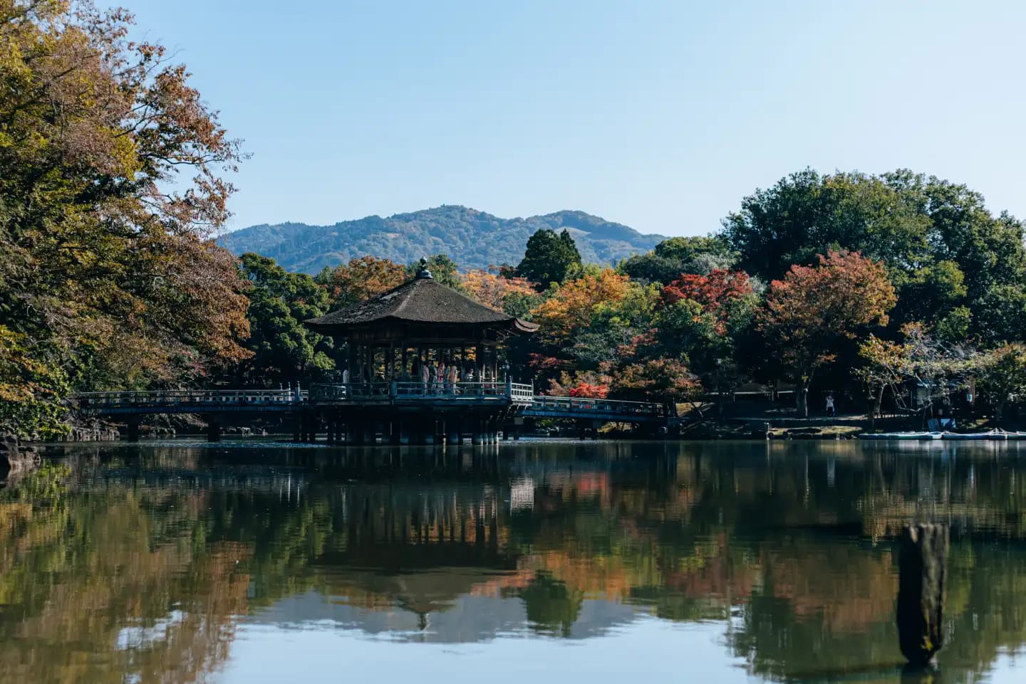 Herten in Nara Park, Japan — vlakbij het Ghibli Museum